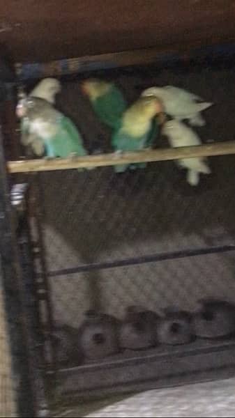lovebirds mutation pathey age 4-5 months above 4