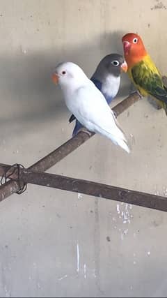 lovebirds mutation pathey age 4-5 months above 0
