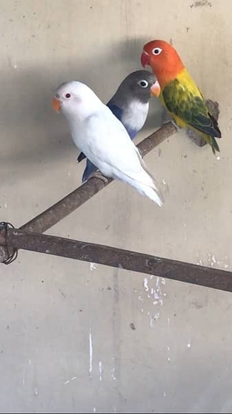 lovebirds mutation pathey age 4-5 months above 5