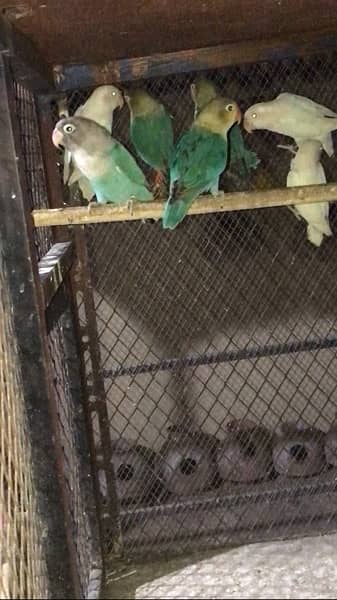 lovebirds mutation pathey age 4-5 months above 6