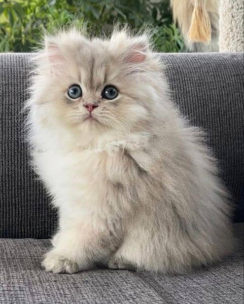 Triple coated persian kittens 2