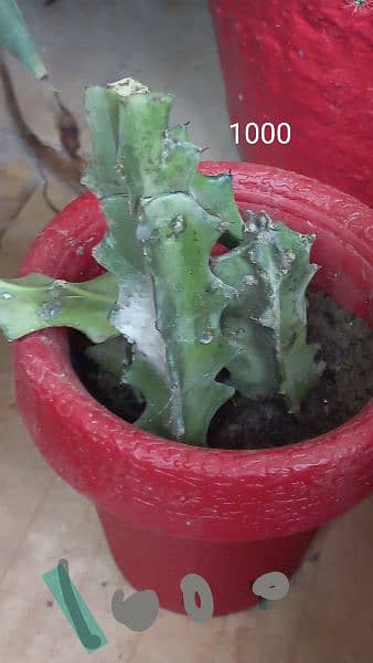 cactus biggest plant imported 3