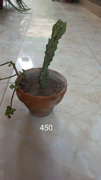 cactus biggest plant imported 5