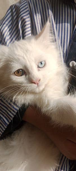 cat sell age 2 months old litter trained