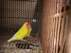 4 lutino female adult and phata for sell