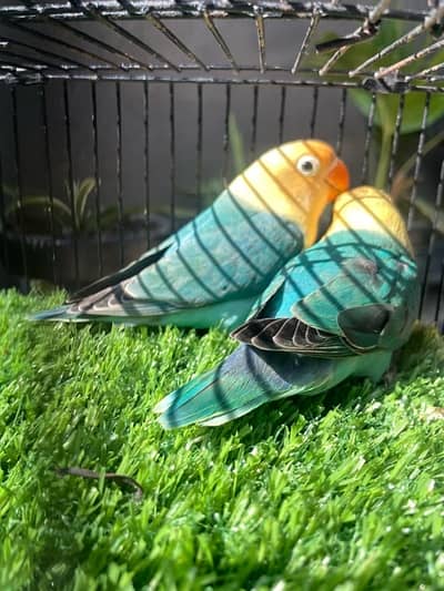 Love bird pair for sale