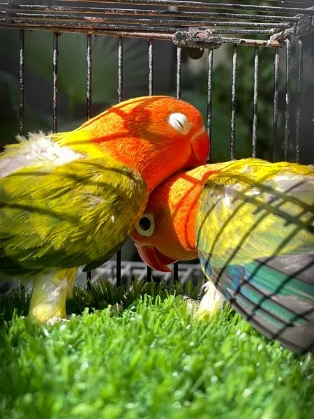 Love bird pair for sale — photo 2