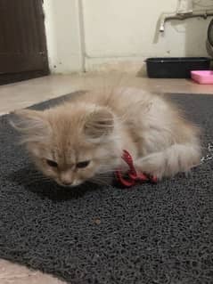 Persian Kitten For sale