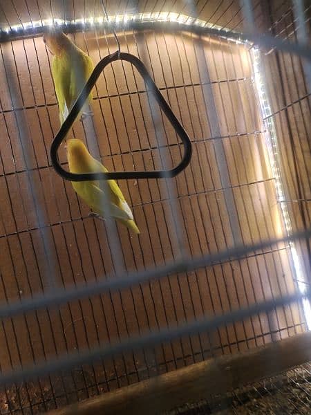 love birds Latino personata Redeyes breeder pair 1