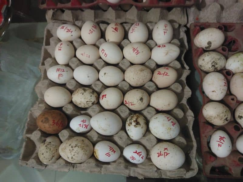 fertile eggs  bantum.  golden misri. . . 0