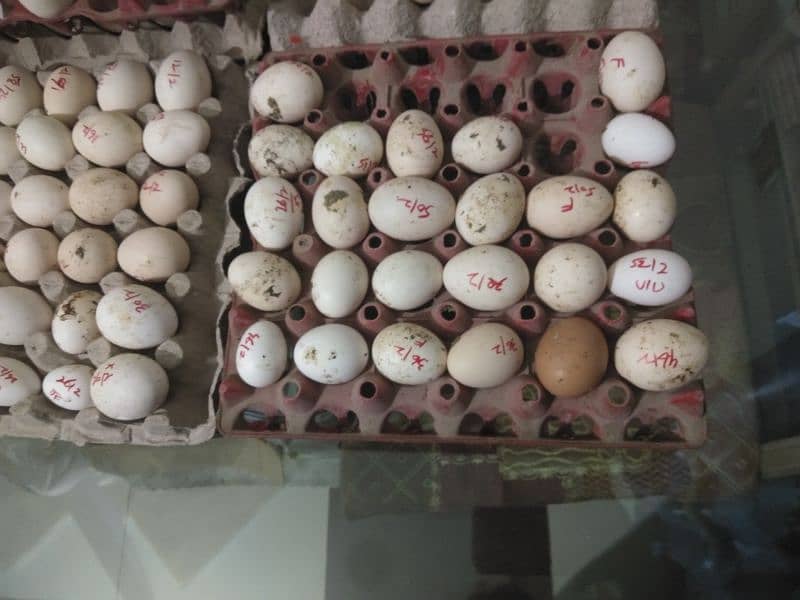 fertile eggs Japanese. bantum. lohmn 1