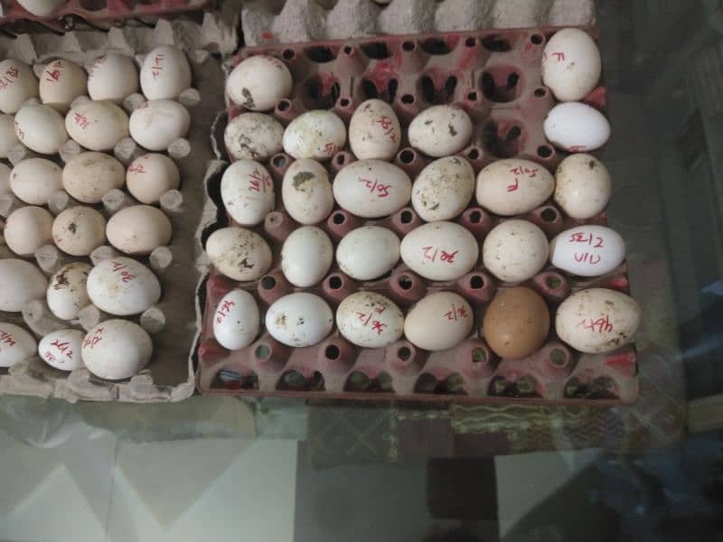 fertile eggs  bantum.  golden misri. . . 1