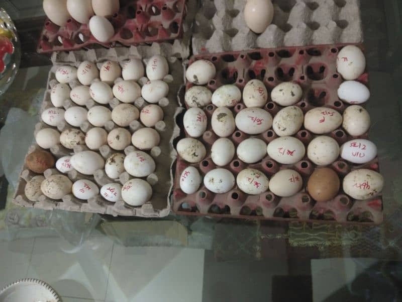 fertile eggs Japanese. bantum. lohmn 2
