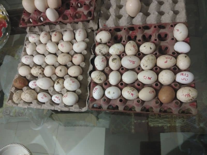 fertile eggs  bantum.  golden misri. . . 2