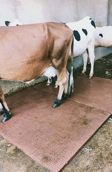 cow milking machine / Dairy milking machine /Milking process in lahore 6