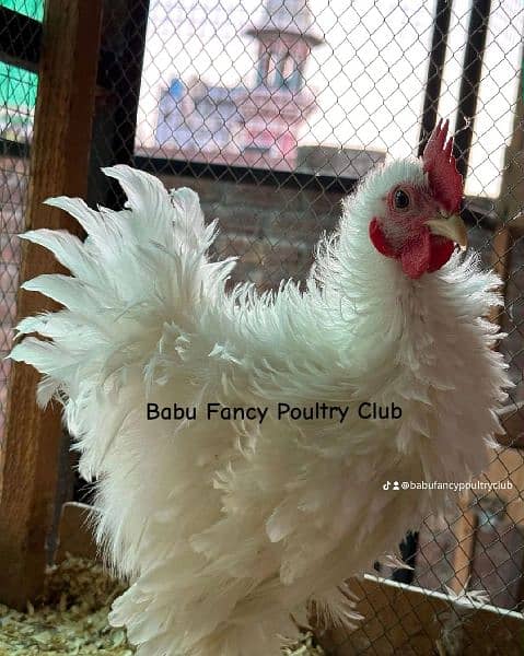 Different Fancy Breed Chicks & Eggs Available heavy, Silkie , polish 3
