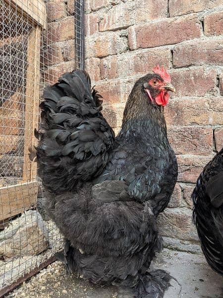 Different Fancy Breed Chicks & Eggs Available heavy, Silkie , polish 4