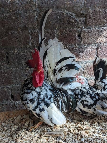 Different Fancy Breed Chicks & Eggs Available heavy, Silkie , polish 5