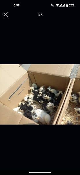 Different Fancy Breed Chicks & Eggs Available heavy, Silkie , polish 6