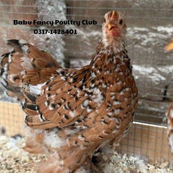 Different Fancy Breed Chicks & Eggs Available heavy, Silkie , polish 7
