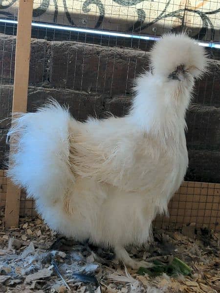 Different Fancy Breed Chicks & Eggs Available heavy, Silkie , polish 8