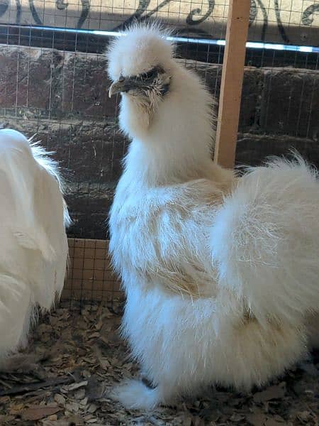Different Fancy Breed Chicks & Eggs Available heavy, Silkie , polish 11