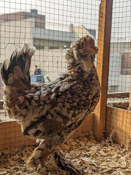Different Fancy Breed Chicks & Eggs Available heavy, Silkie , polish 12