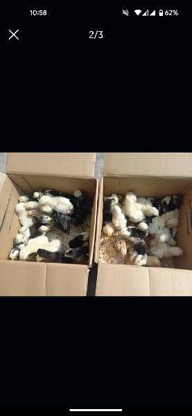 Different Fancy Breed Chicks & Eggs Available heavy, Silkie , polish 13