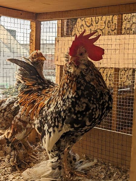 Different Fancy Breed Chicks & Eggs Available heavy, Silkie , polish 14