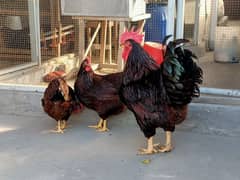 Rhode Island Red Heritage (RIR) fertile eggs/chicks/pair available.