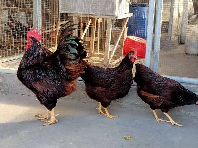 Rhode Island Red Heritage (RIR) fertile eggs/chicks/pair available. 1