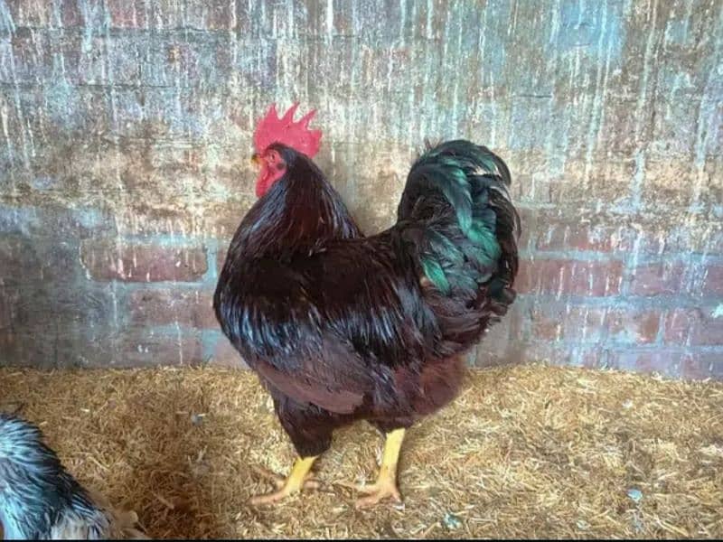 Rhode Island Red Heritage (RIR) fertile eggs/chicks/pair available. 2