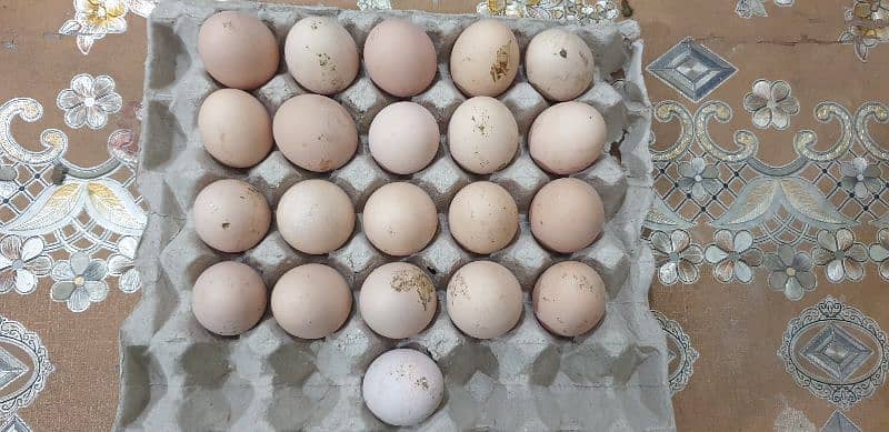 Rhode Island Red Heritage (RIR) fertile eggs/chicks/pair available. 4