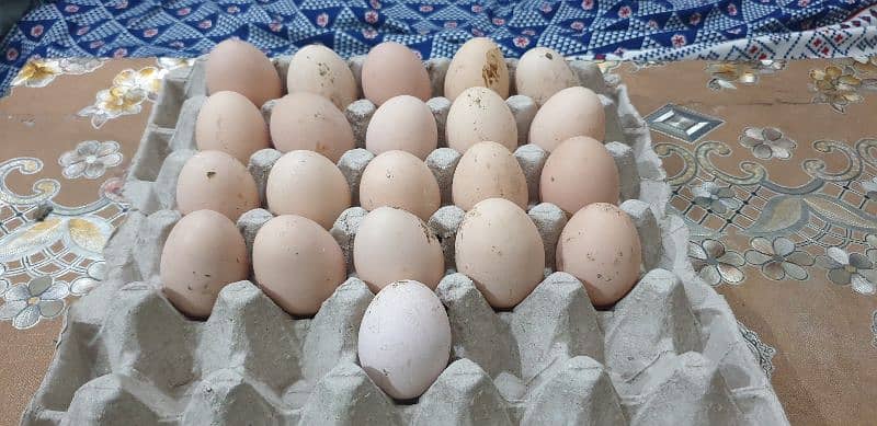 Rhode Island Red Heritage (RIR) fertile eggs/chicks/pair available. 5