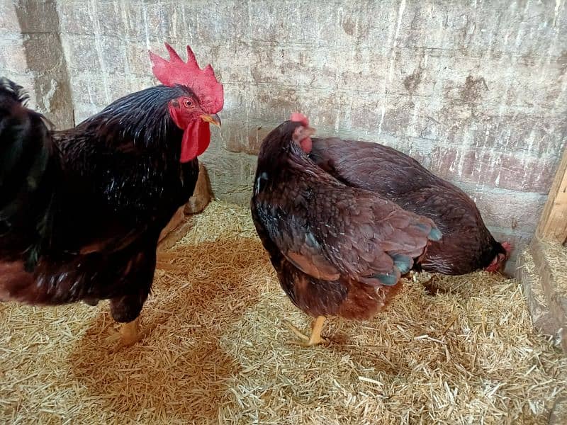 Rhode Island Red Heritage (RIR) fertile eggs/chicks/pair available. 6