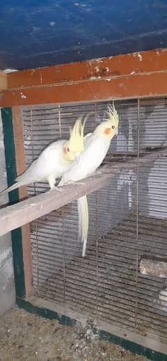 Cockatiel for deals sale olx