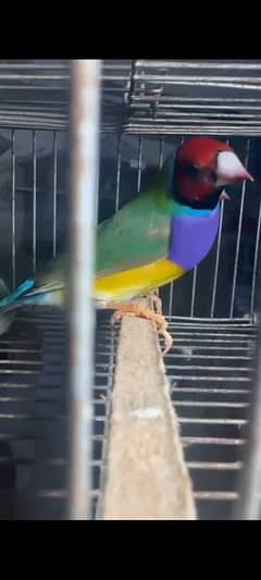 common gouldian finch