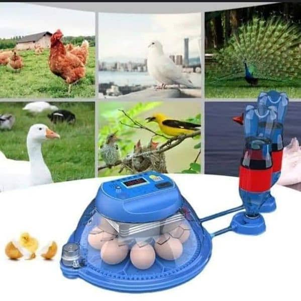 we deal in all kind of incubator brooder imported incubator 5