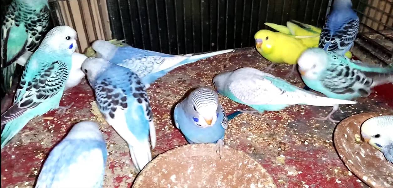 Australian parrots breeder pairs with eggs and chicks | adult pairs 5