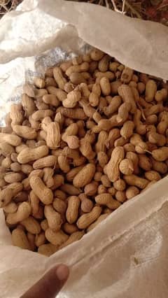 Peanut , fresh mongfali 0