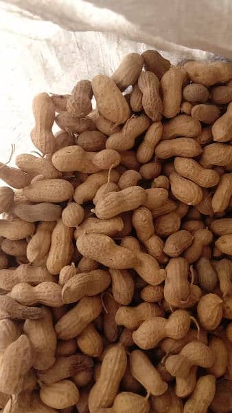 Peanut , fresh mongfali 2