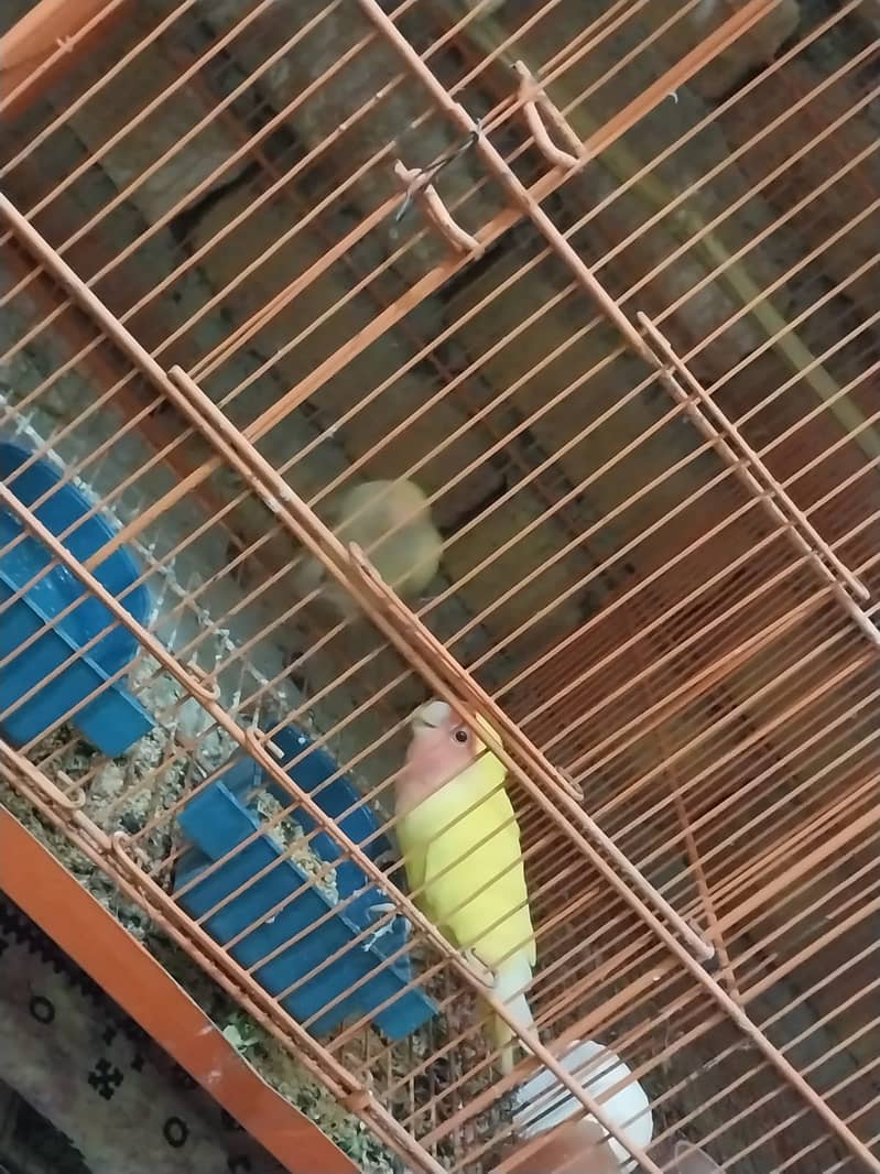 I want to sale my all love birds pairs with cage and cocktail pairs 0