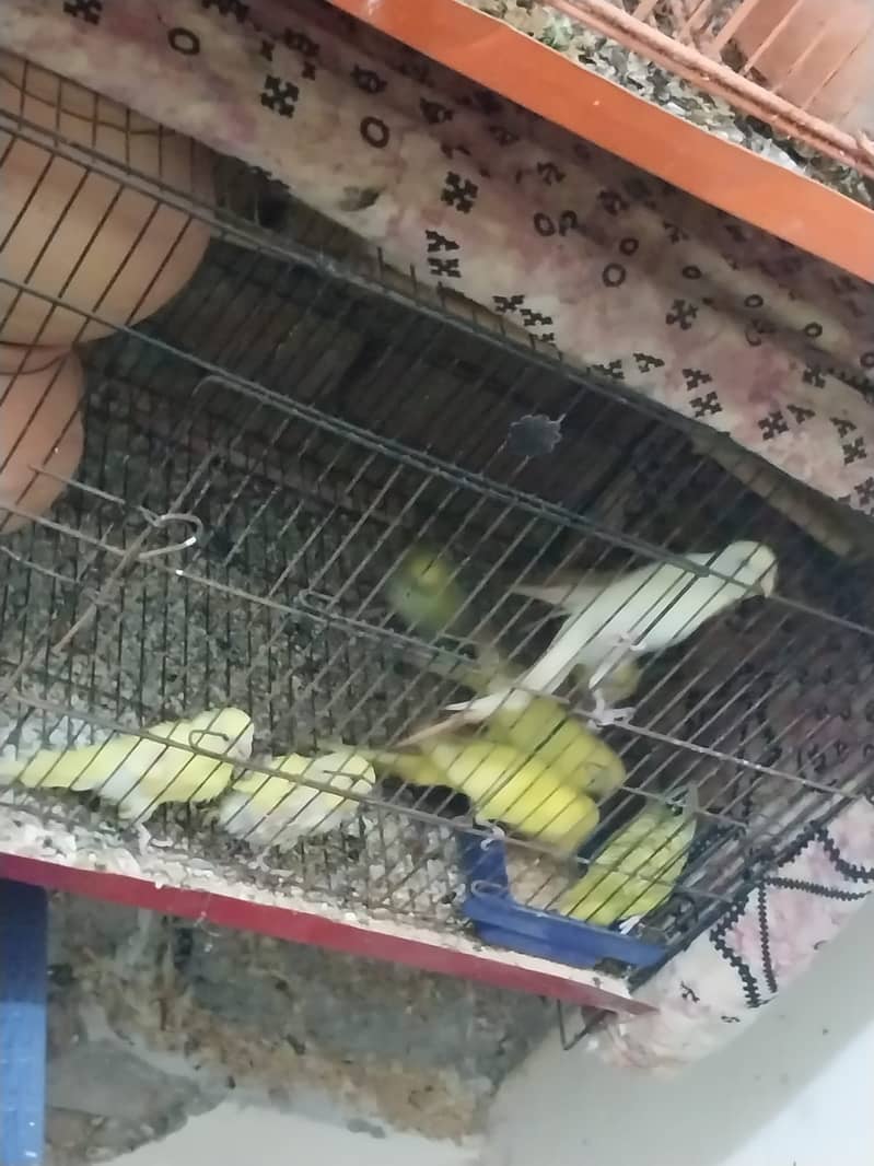 I want to sale my all love birds pairs with cage and cocktail pairs 2