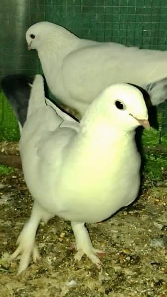 Satinett pigeon 1