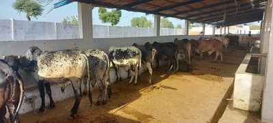 Rent a Cattle Goat Dairy Poultry Fish Farms and Godown Business