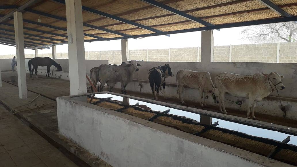 Rent a Cattle Goat Dairy Poultry Fish Farms and Godown Business 5