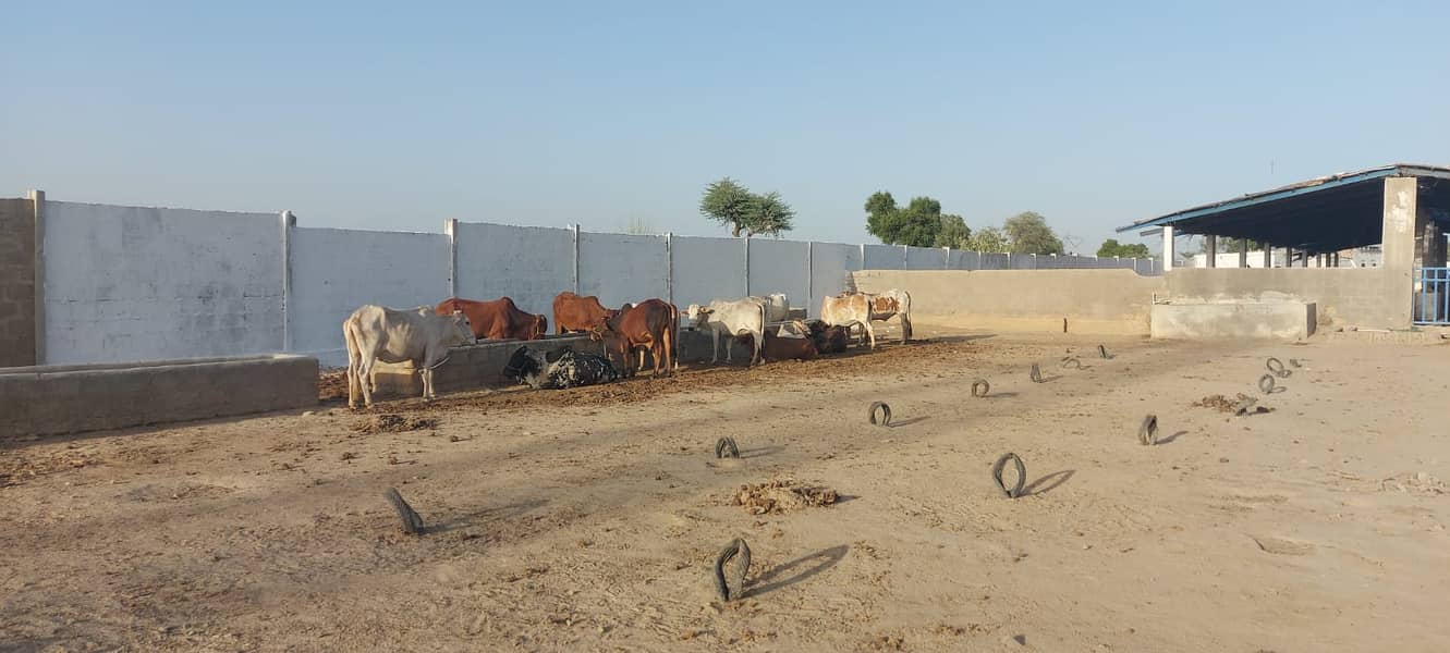 Rent a Cattle Goat Dairy Poultry Fish Farms and Godown Business 7