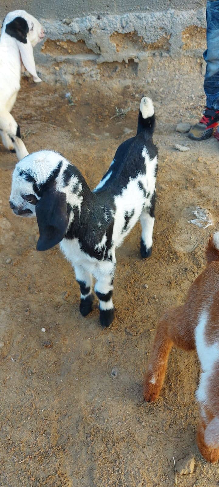 Rent a Cattle Goat Dairy Poultry Fish Farms and Godown Business 8