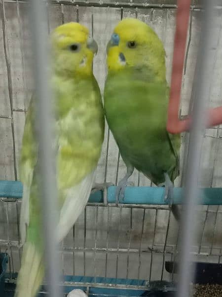 Australian parrot's with steel cages 0