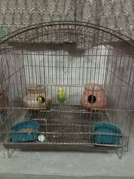 Australian parrot's with steel cages 6
